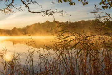 Reeds at the water's edge and the autumn morning fog on the lake at sunrise
