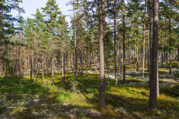 Woodland with pine trees in summer
