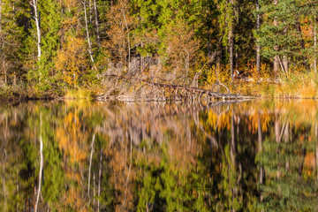 Autumn at the forest lake with fallen tree