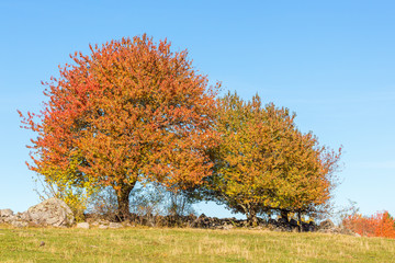 Trees on a hill with autumn colors