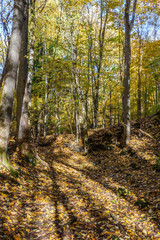 Sunlit woodland with autumn colors