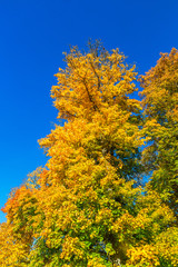 Deciduous trees with autumn colors