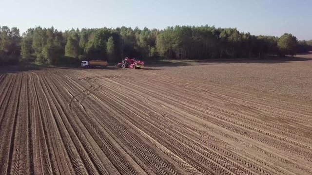 harvesting potatoes with a combine / harvester plowing the field and harvesting potatoes, crops