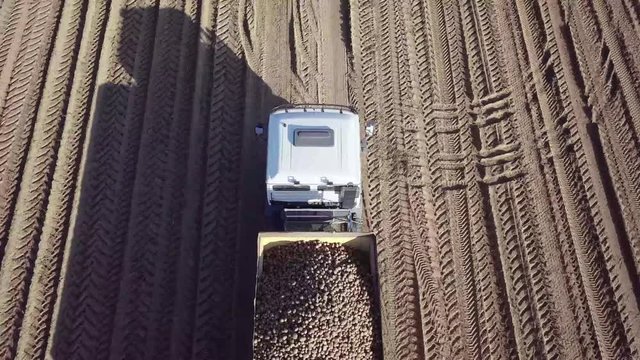 harvesting potatoes with a combine / harvester plowing the field and harvesting potatoes, crops