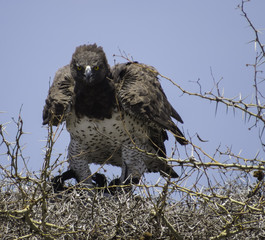 Symbol of Power the Angry Martial eagle in Serengeti