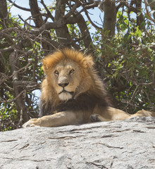 The attitude of king of jungle on a throne in Serengeti national park