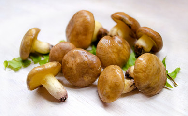 Suillus Luteus mushrooms. Variety of edible forest mushrooms Slippery Jack