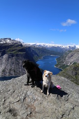 dogs on the Trolltunga