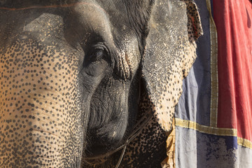 Decorated elephants in Jaleb Chowk in Amber Fort in Jaipur, India.