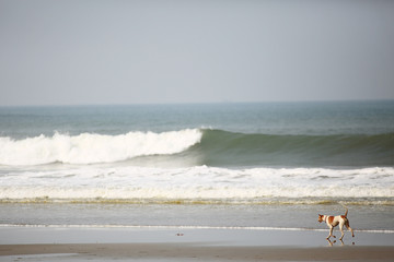 sea  shore waves track sand