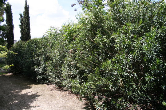 Arbusto Adelfa