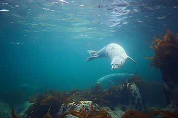 seal underwater photo in wild nature