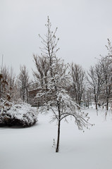 Young tree covered with snow in a park