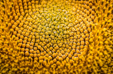 high detail of the interior of a sunflower
