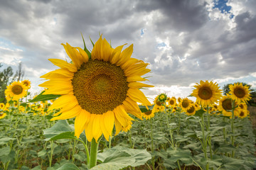 field of sunflowers with a dramatic cloudy sky