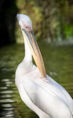 pink pelican getting feathers