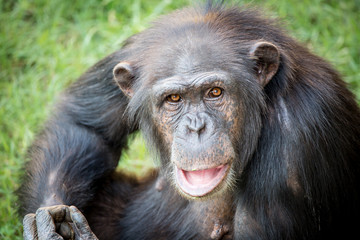 detailed portrait of pan troglodyte 