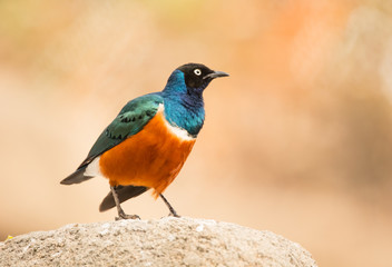 Lamprotornis superbus in a rock (starling)