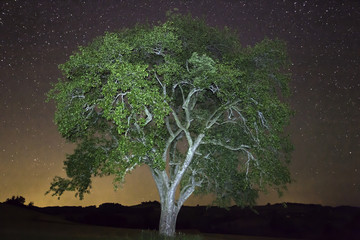 Lichtgemalter Baum mit Sternen - 174836680