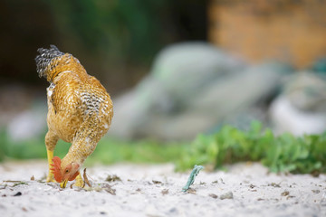 Chicken on the beach