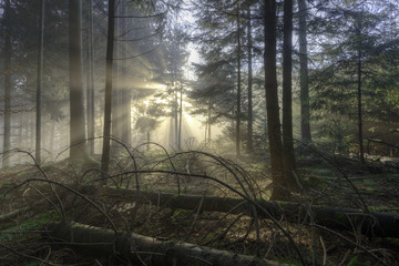 Nebelstimmung im Wald mit Gegenlicht - 174836828