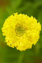 yellow flower with leaf background