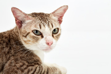 Obraz premium American Short hair cat lying