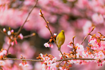 The Japanese White-eye.The background is cherry blossoms. Located in Tokyo Prefecture Japan.