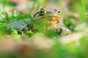 frog grass muzzle wildlife macro