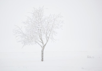 Fototapeta na wymiar Bare tree on snow field. Winter landscape