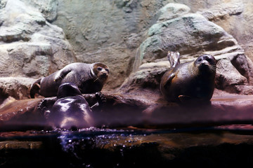  seals in an aquarium zoo animals