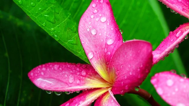 Closeup plumeria after raining