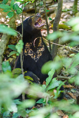 Sun bear