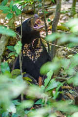 Sun bear