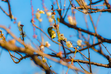 The Japanese White-eye and white plum blossoms. Located in Tokyo Prefecture Japan.