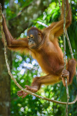 Orangutan