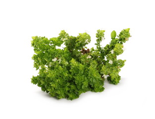 Obraz premium Green basil herb isolated on white background, Ocimum basilicum