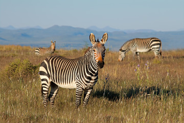 Cape mountain zebras (Equus zebra) in grassland, Mountain Zebra National Park, South Africa.
