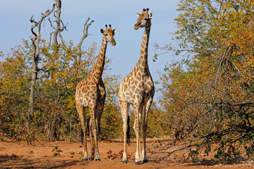 Naklejka na ściany i meble Giraffes (Giraffa camelopardalis) in natural habitat, Kruger National Park, South Africa.