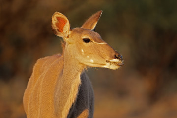 Portrait of a female kudu antelope (Tragelaphus strepsiceros), South Africa.