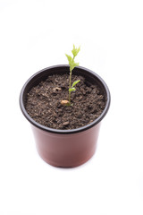 apricot with two weeks