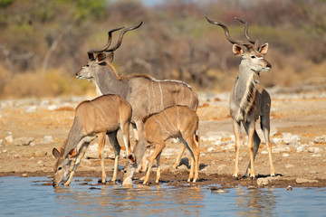 Kudu antelopes (Tragelaphus strepsiceros) at a waterhole, Etosha National Park, Namibia.