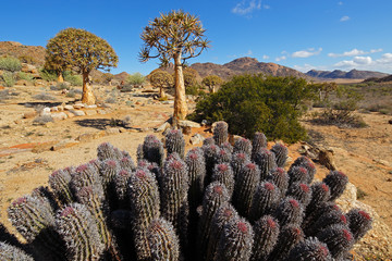 Desert landscape with quiver trees and cactus plants, Northern Cape, South Africa .