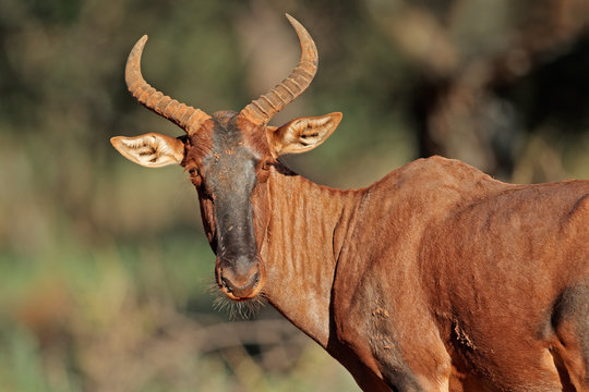 Portrait of a rare tsessebe antelope (Damaliscus lunatus, South Africa.
