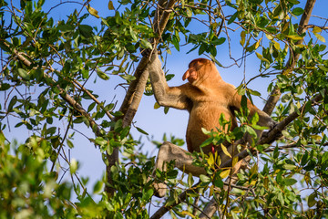 Proboscis monkey