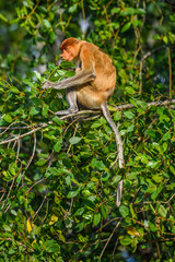 Proboscis monkey