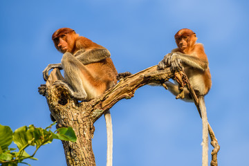 Proboscis monkey