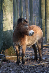 Fototapeta premium Przewalski