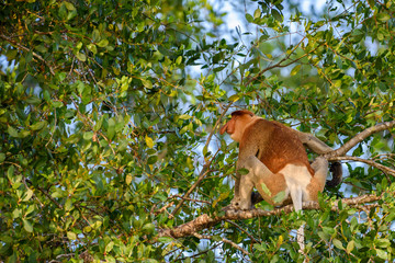 Proboscis monkey