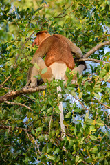 Proboscis monkey